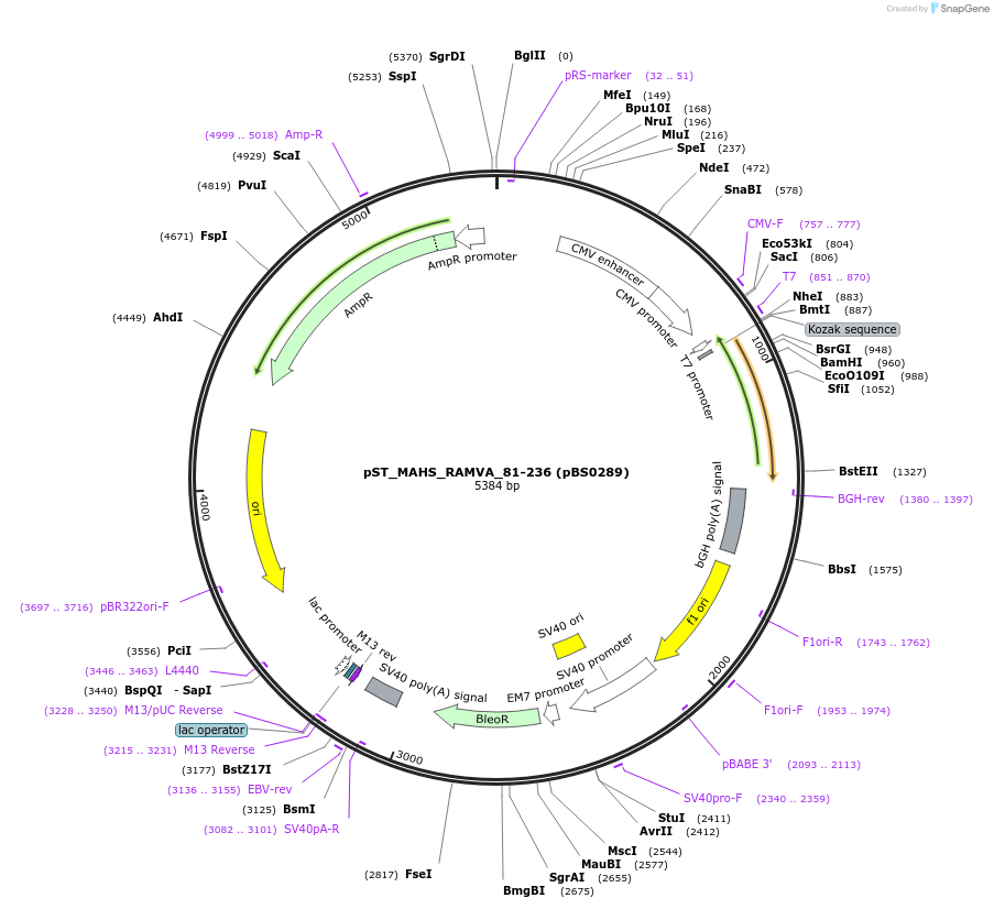 185159-plasmid-map-sequence-id-366653
