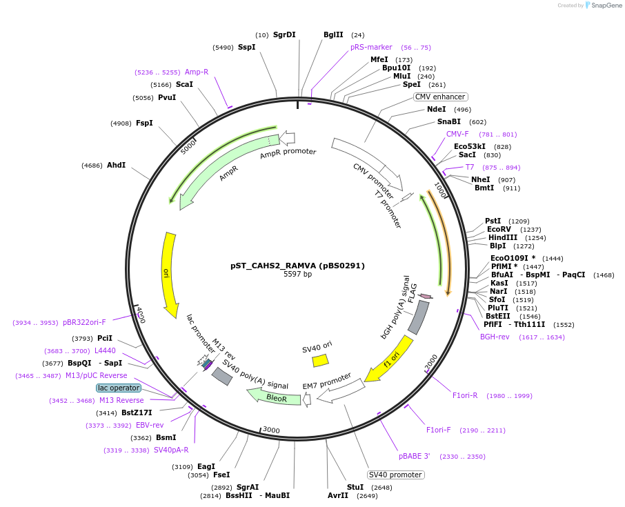 185160-plasmid-map-sequence-id-366654