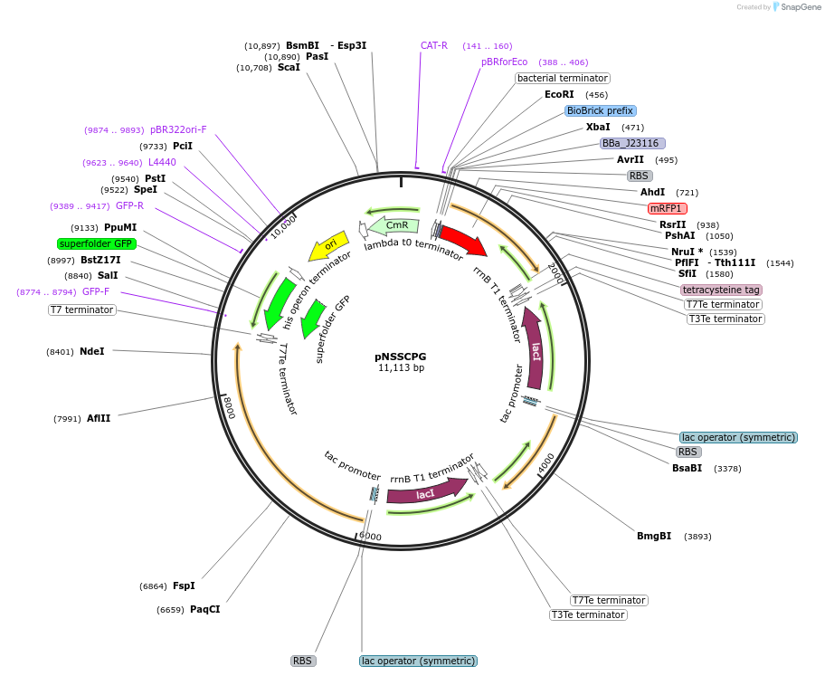 183187-plasmid-map-sequence-id-366657