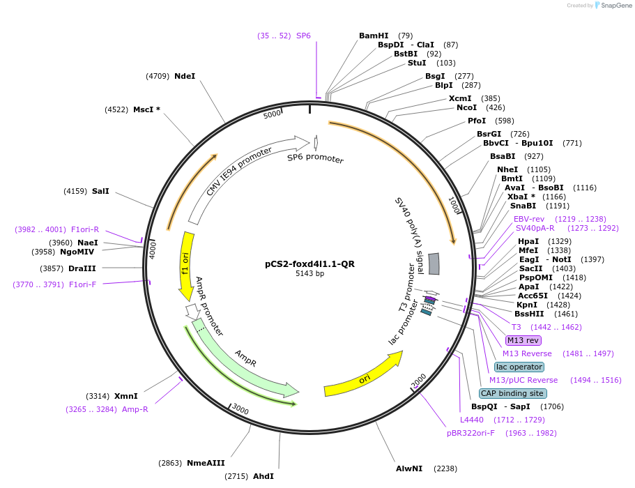 185520-plasmid-map-sequence-id-366661
