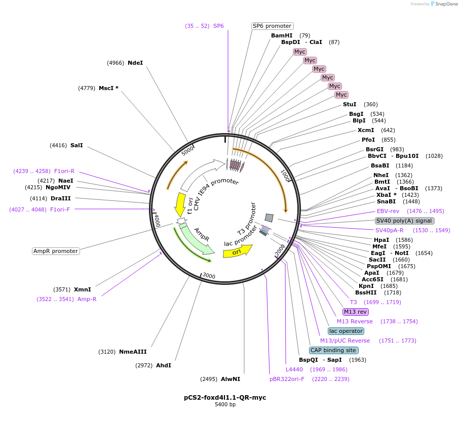 185521-plasmid-map-sequence-id-366665