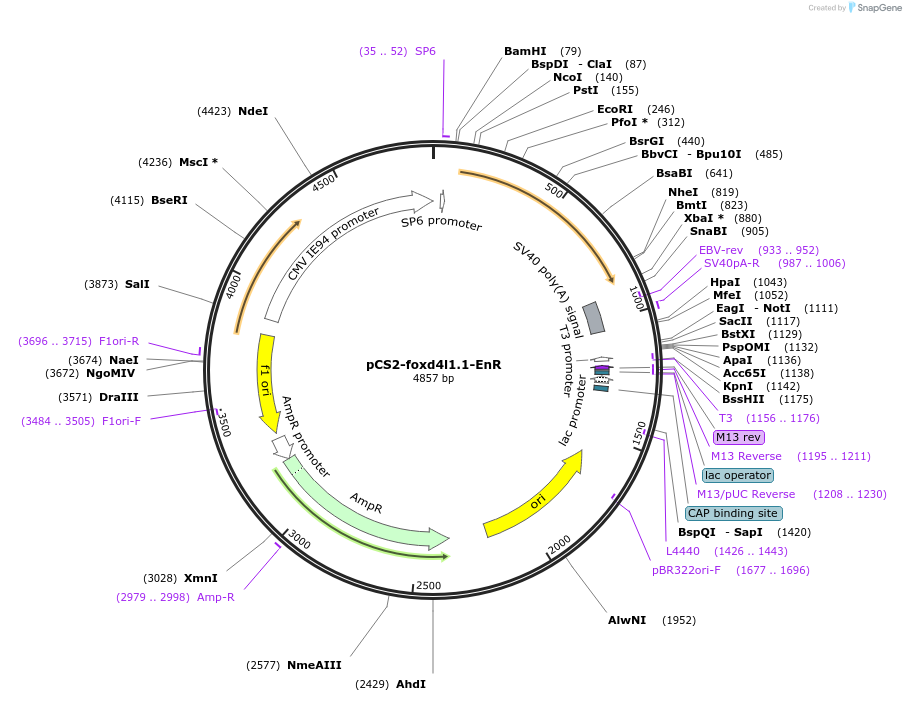 185497-plasmid-map-sequence-id-366671