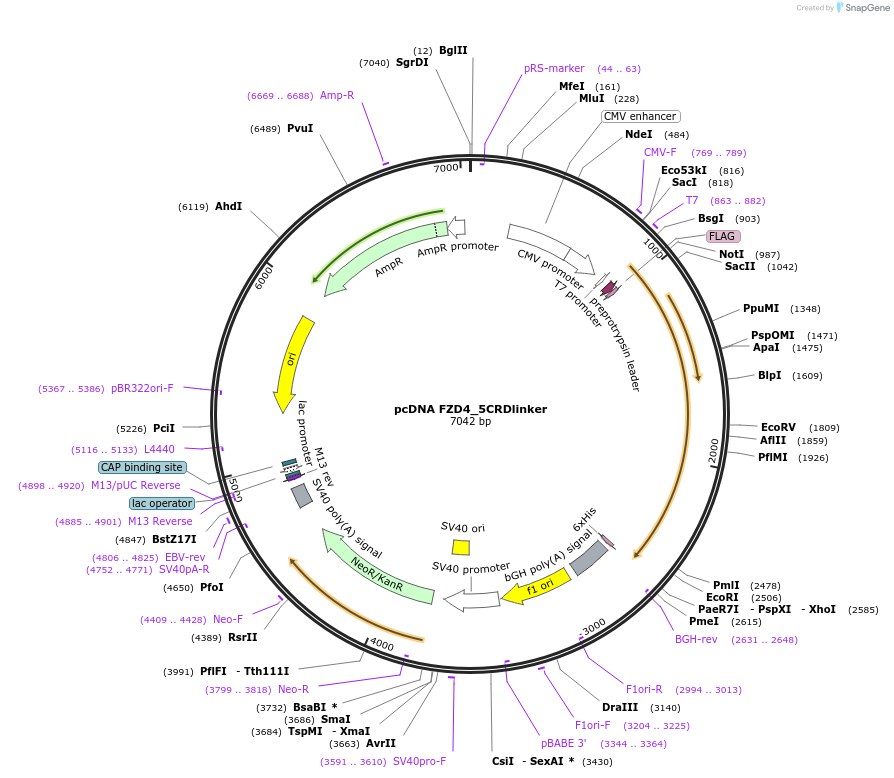 184260-plasmid-map-sequence-id-366674