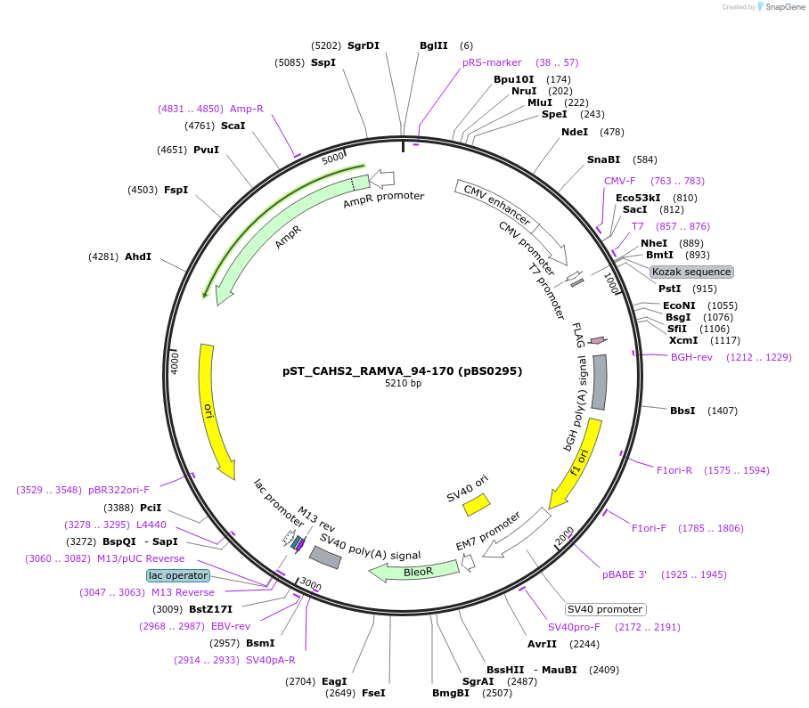 185161-plasmid-map-sequence-id-366737