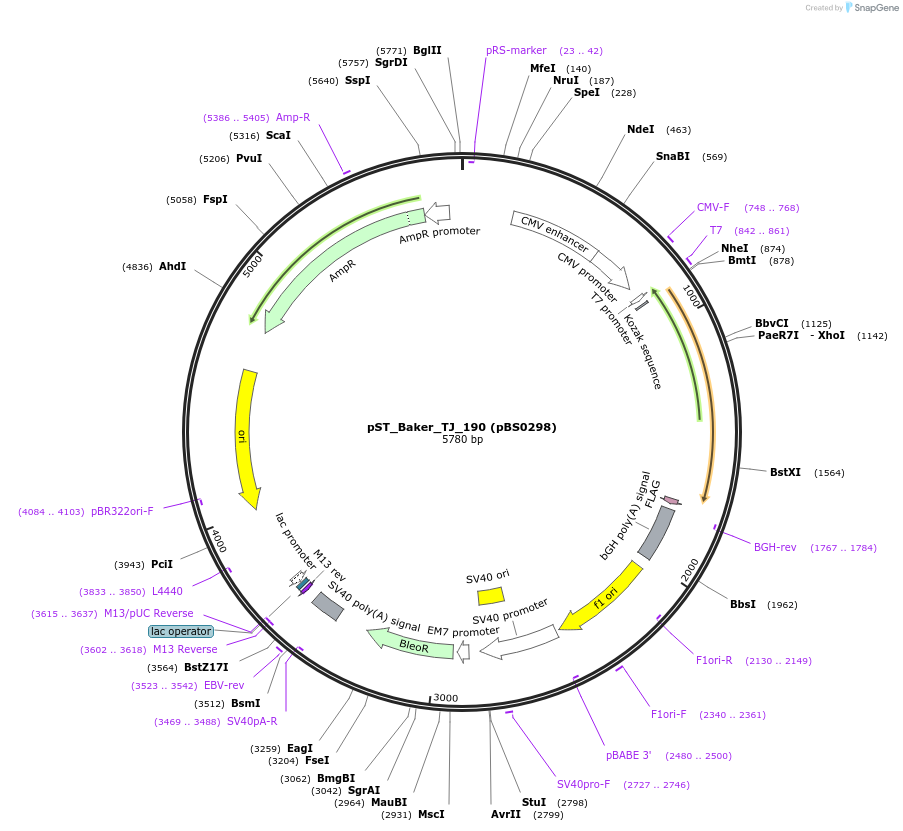 185162-plasmid-map-sequence-id-366738