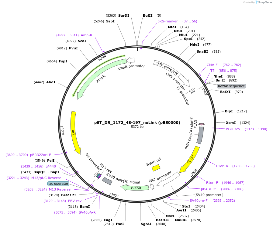185163-plasmid-map-sequence-id-366739