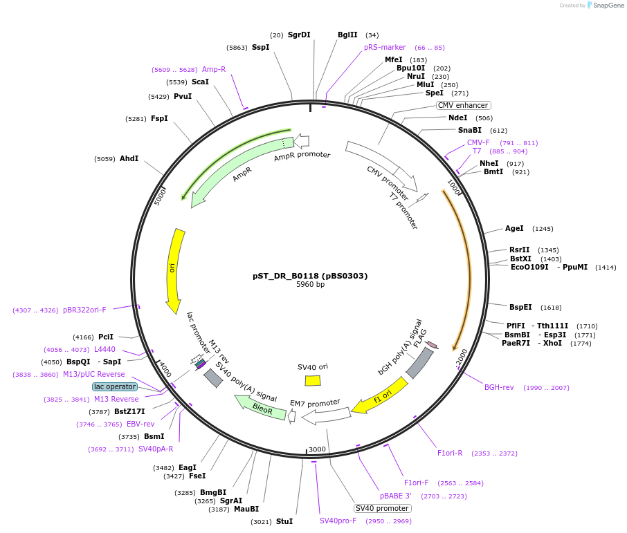 185164-plasmid-map-sequence-id-366740