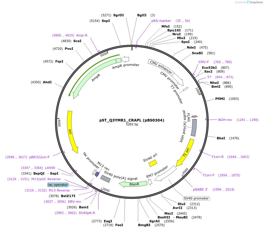 185165-plasmid-map-sequence-id-366741