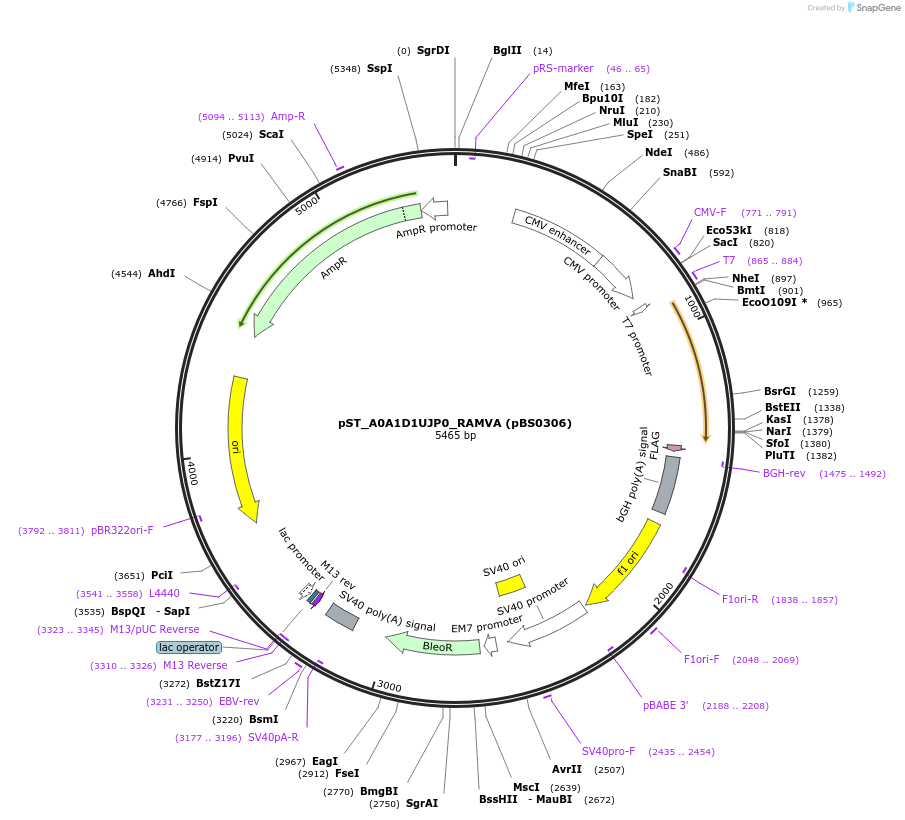 185166-plasmid-map-sequence-id-366742