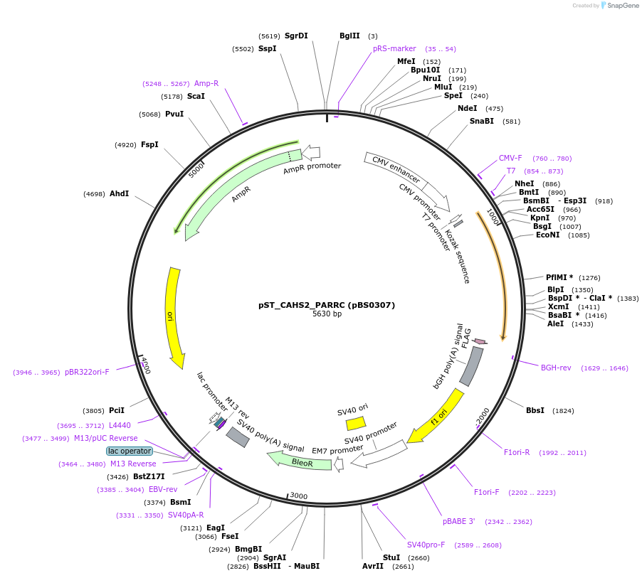 185167-plasmid-map-sequence-id-366743