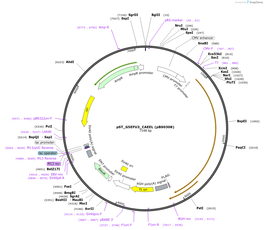 185168-plasmid-map-sequence-id-366744