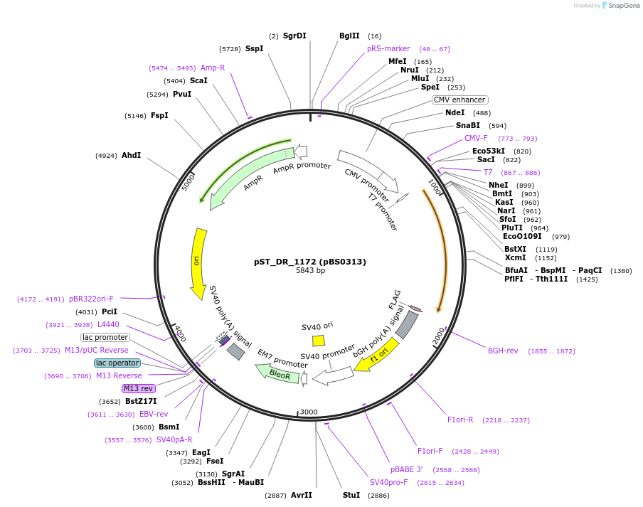 185170-plasmid-map-sequence-id-366746
