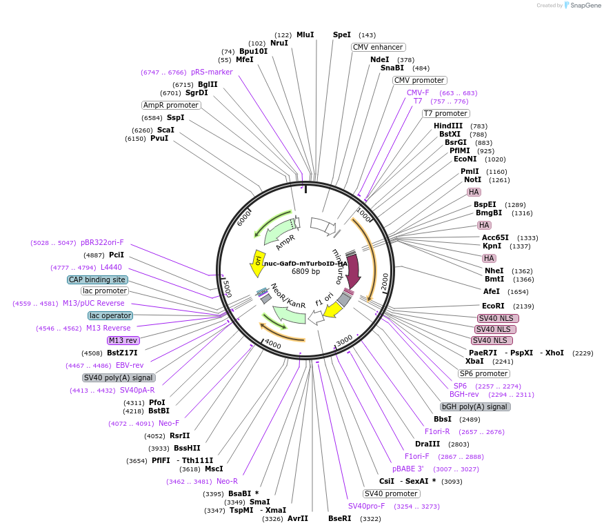 184641-plasmid-map-sequence-id-366747