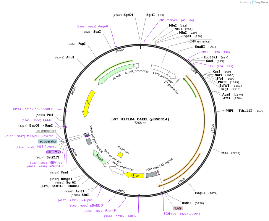 185171-plasmid-map-sequence-id-366748