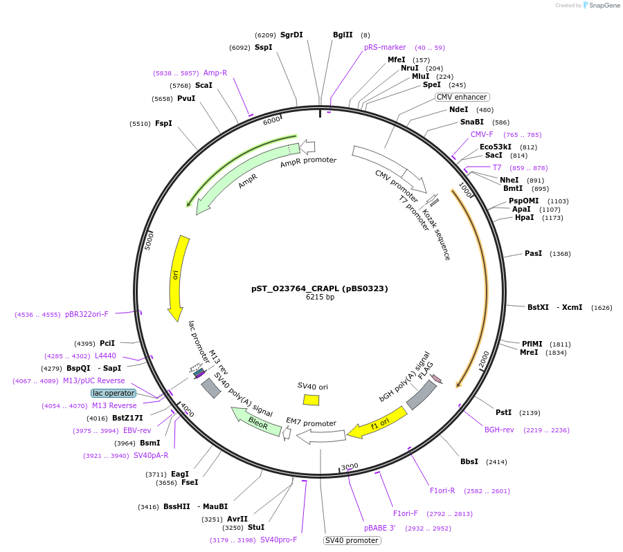 185173-plasmid-map-sequence-id-366750