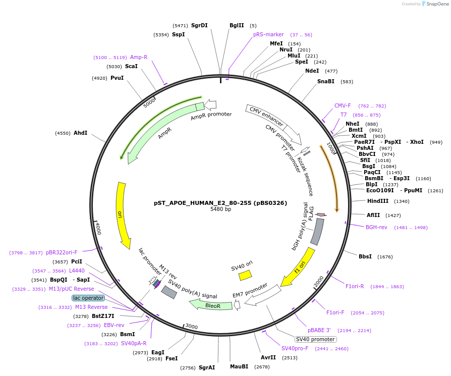185174-plasmid-map-sequence-id-366752