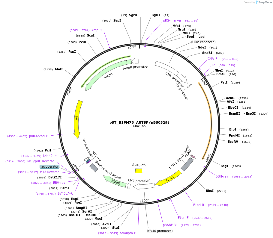 185176-plasmid-map-sequence-id-366754