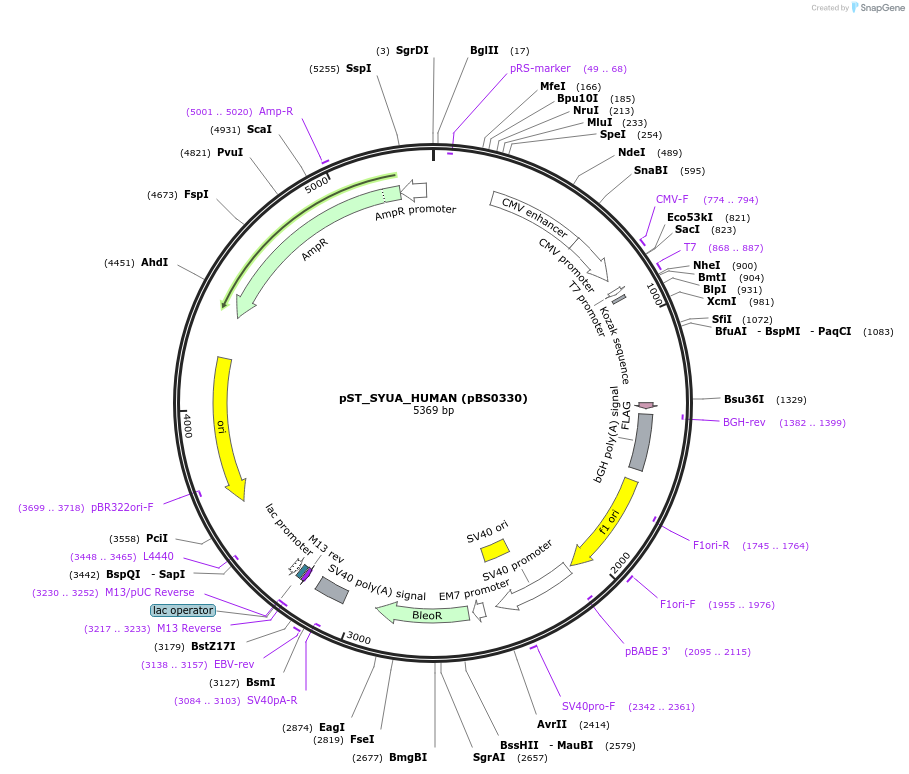 185177-plasmid-map-sequence-id-366755