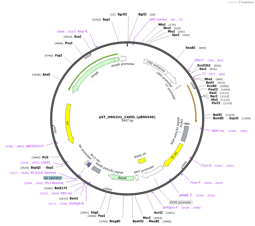 185185-plasmid-map-sequence-id-366765