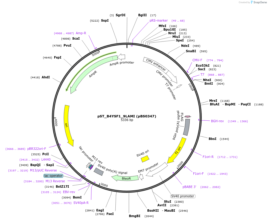 185186-plasmid-map-sequence-id-366766
