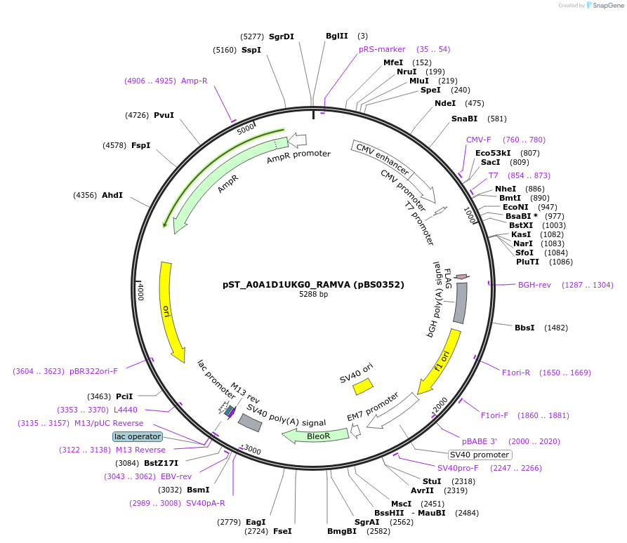 185188-plasmid-map-sequence-id-366768