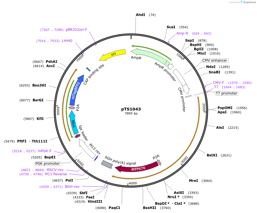 169621-plasmid-map-sequence-id-366769