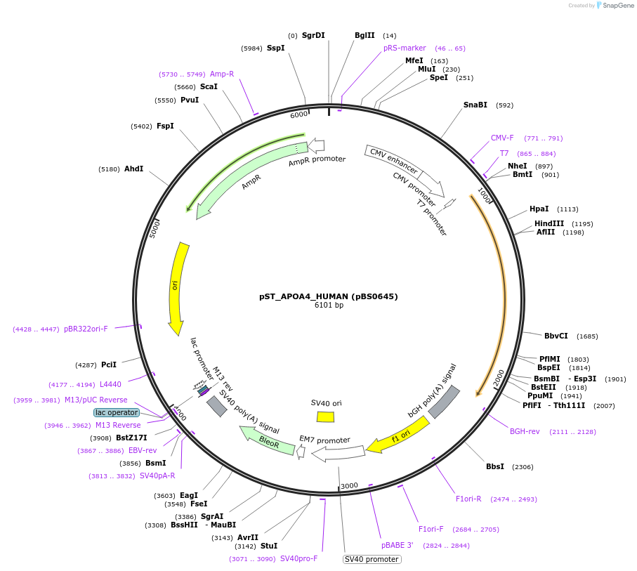 185190-plasmid-map-sequence-id-366771