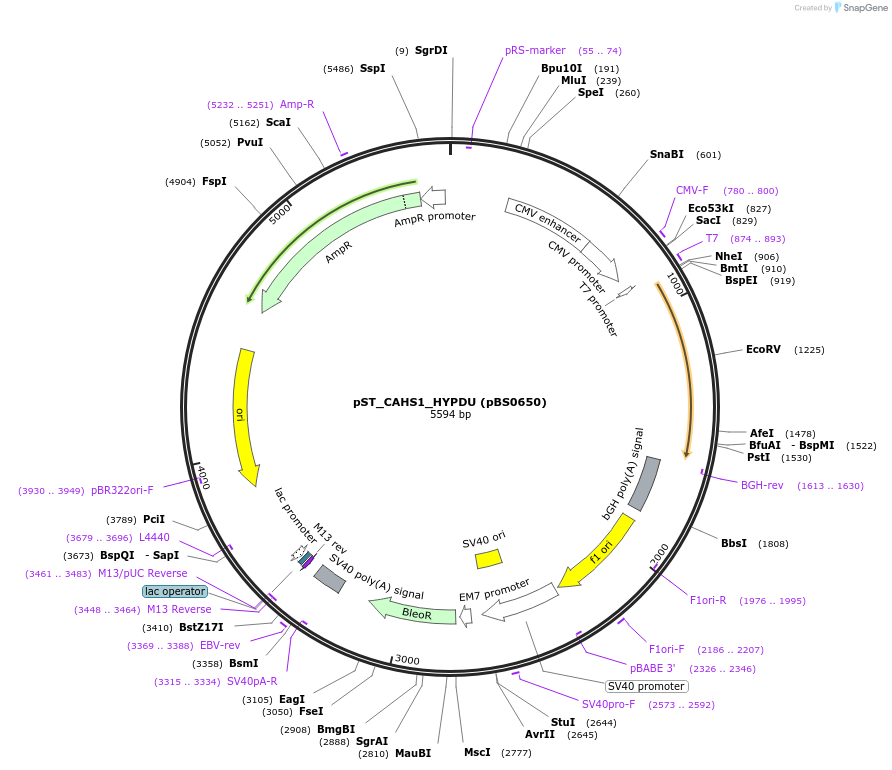 185194-plasmid-map-sequence-id-366777