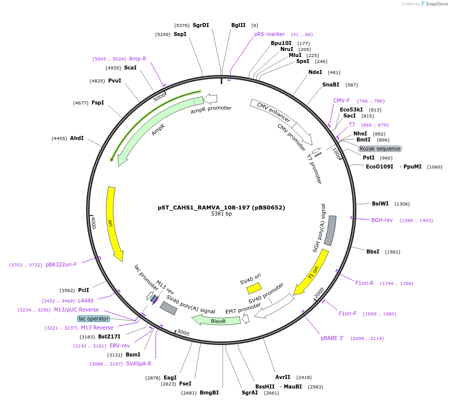 185196-plasmid-map-sequence-id-366780