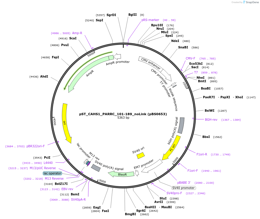 185197-plasmid-map-sequence-id-366782