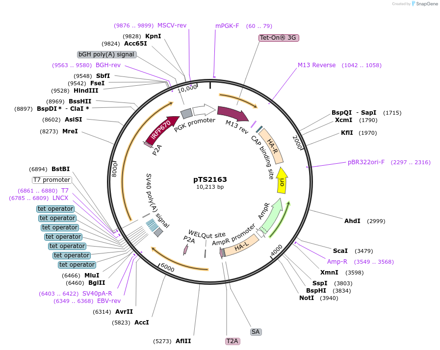 169632-plasmid-map-sequence-id-366785