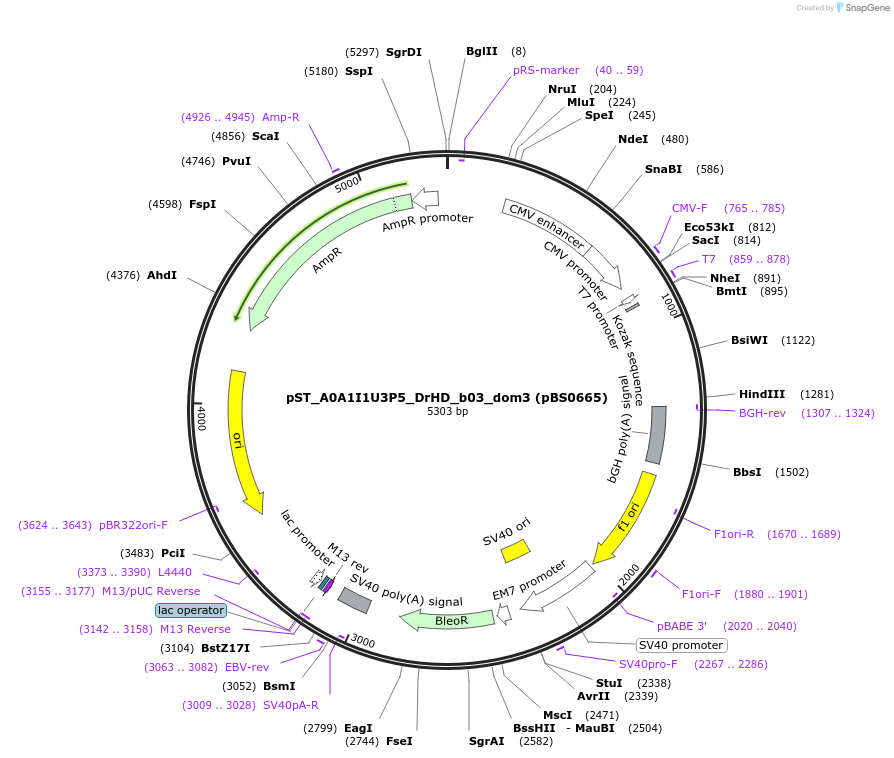 185202-plasmid-map-sequence-id-366792