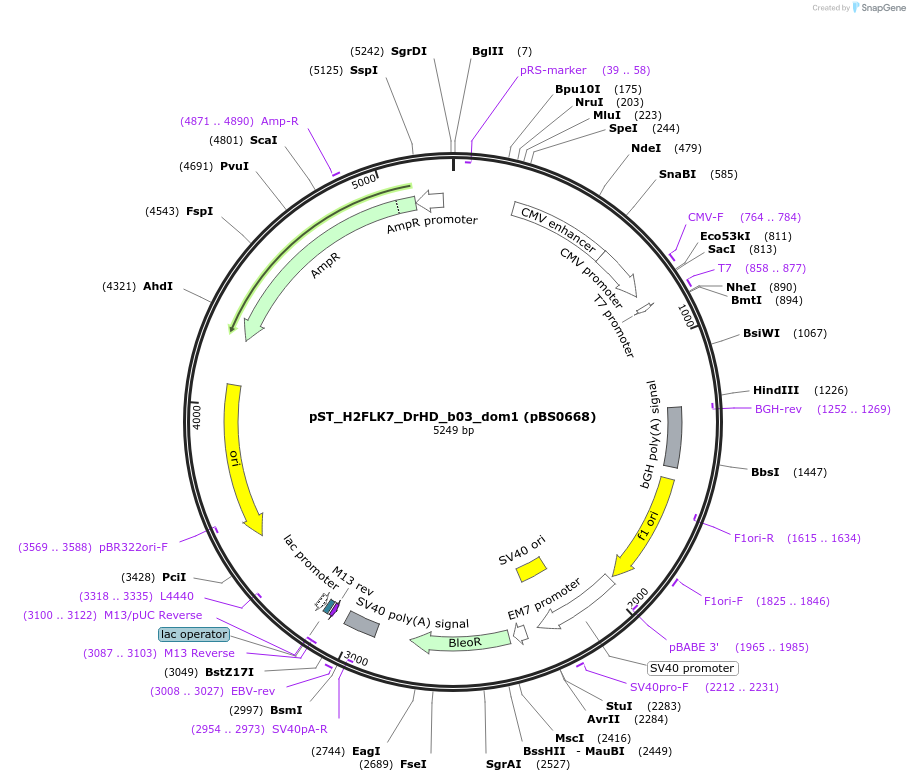 185203-plasmid-map-sequence-id-366794