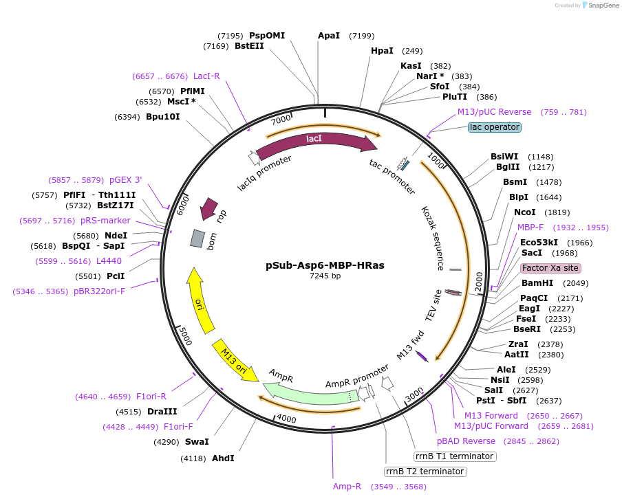 185758-plasmid-map-sequence-id-366798