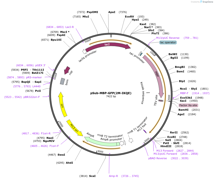 185757-plasmid-map-sequence-id-366802