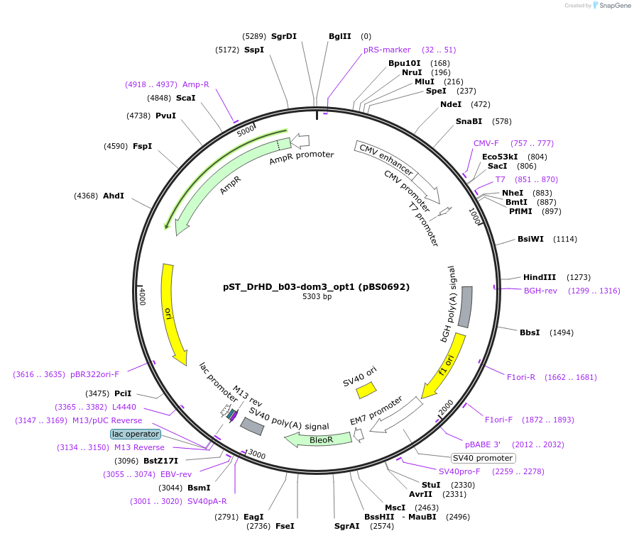 185212-plasmid-map-sequence-id-366842