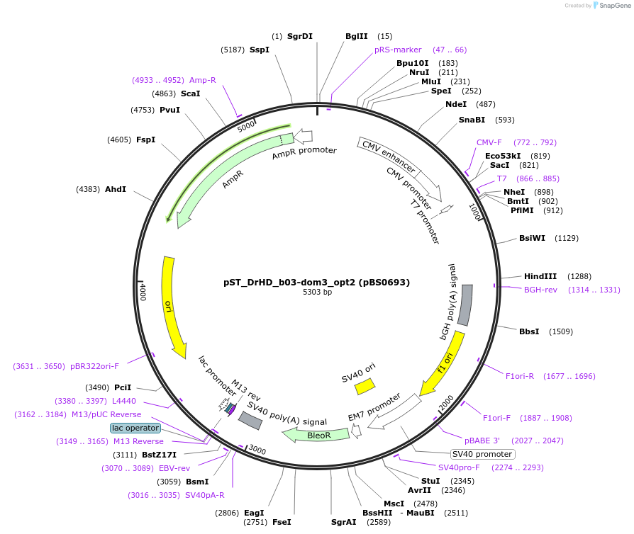 185213-plasmid-map-sequence-id-366843
