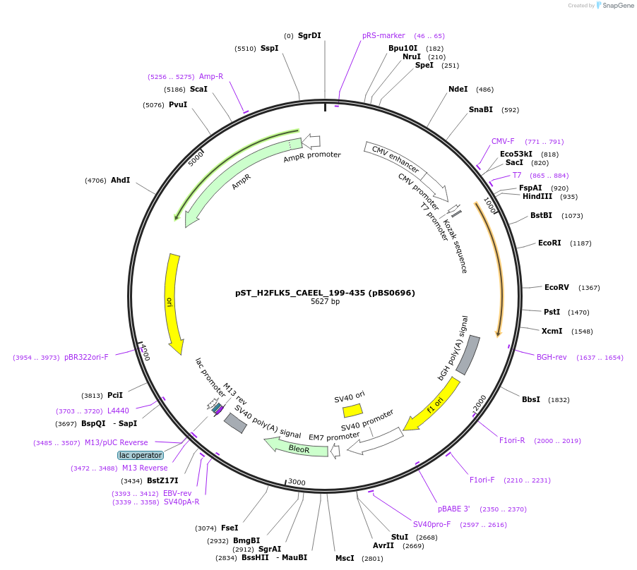 185215-plasmid-map-sequence-id-366845
