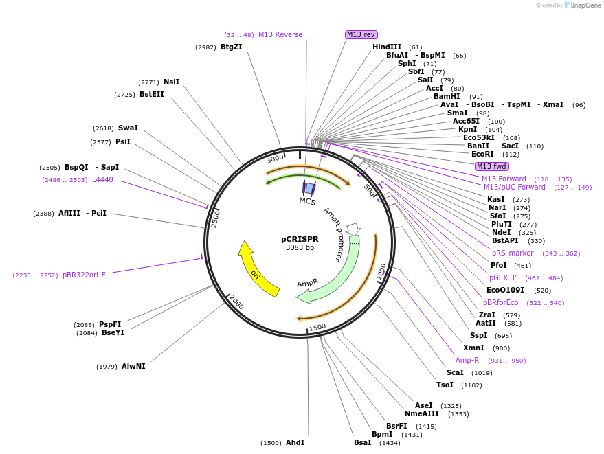 186276-plasmid-map-sequence-id-366846