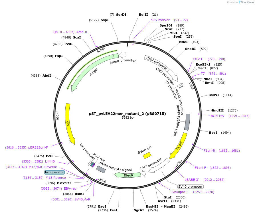 185220-plasmid-map-sequence-id-366851