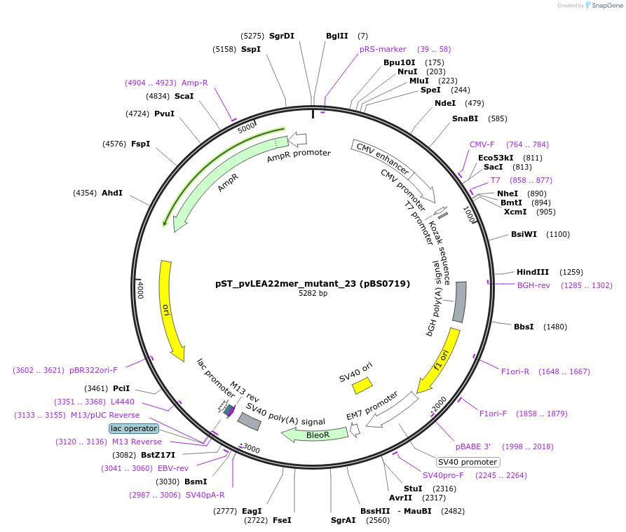 185223-plasmid-map-sequence-id-366856