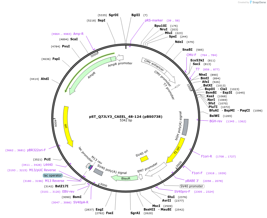 185232-plasmid-map-sequence-id-366866