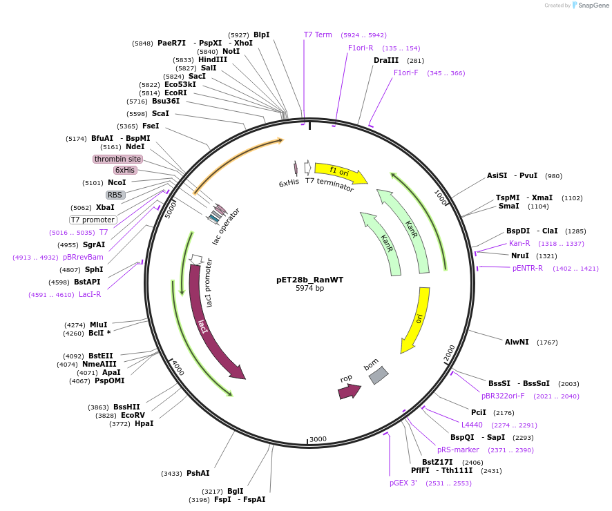 186270-plasmid-map-sequence-id-366884