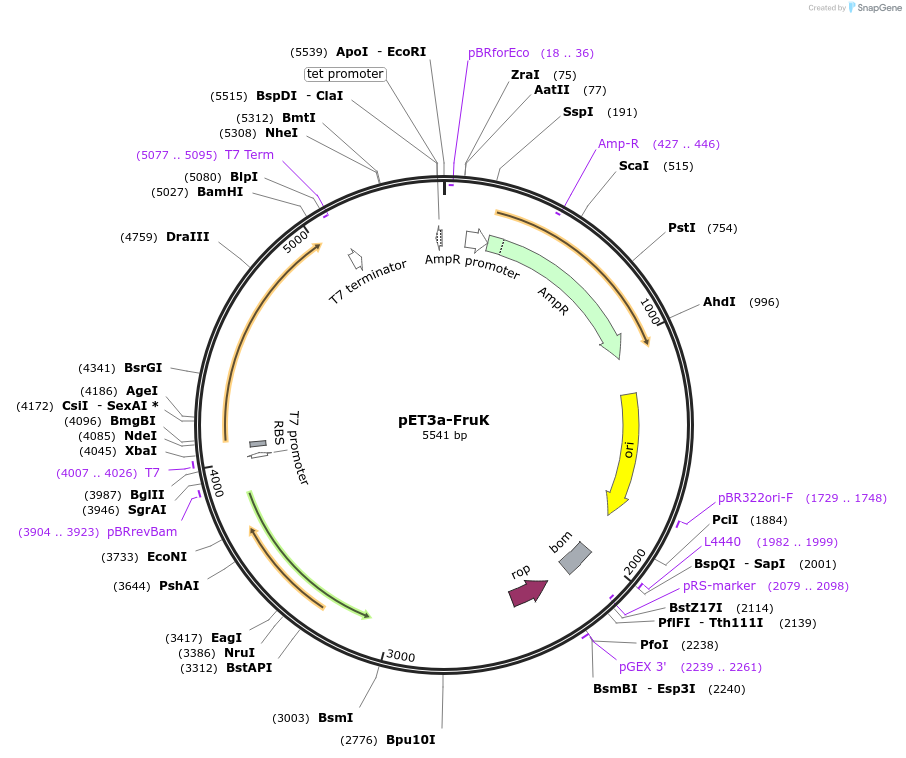 186256-plasmid-map-sequence-id-366887