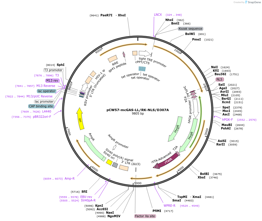 185459-plasmid-map-sequence-id-366917