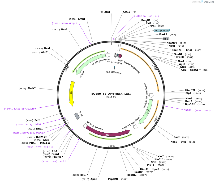 186316-plasmid-map-sequence-id-366933
