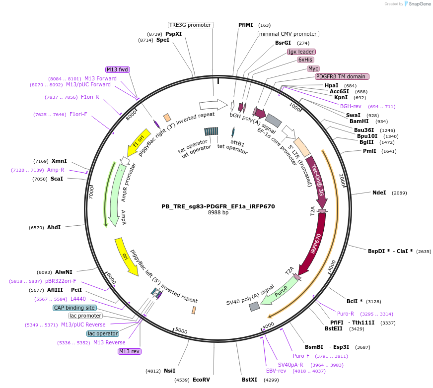 186311-plasmid-map-sequence-id-366938