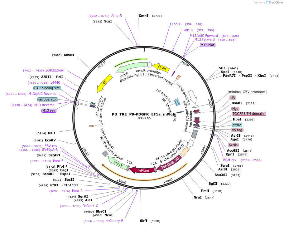 186307-plasmid-map-sequence-id-366942