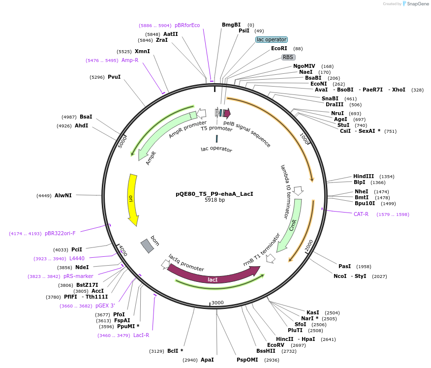 186317-plasmid-map-sequence-id-366946