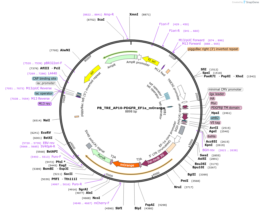 186308-plasmid-map-sequence-id-366950